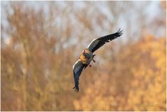 nilgans im anflug....