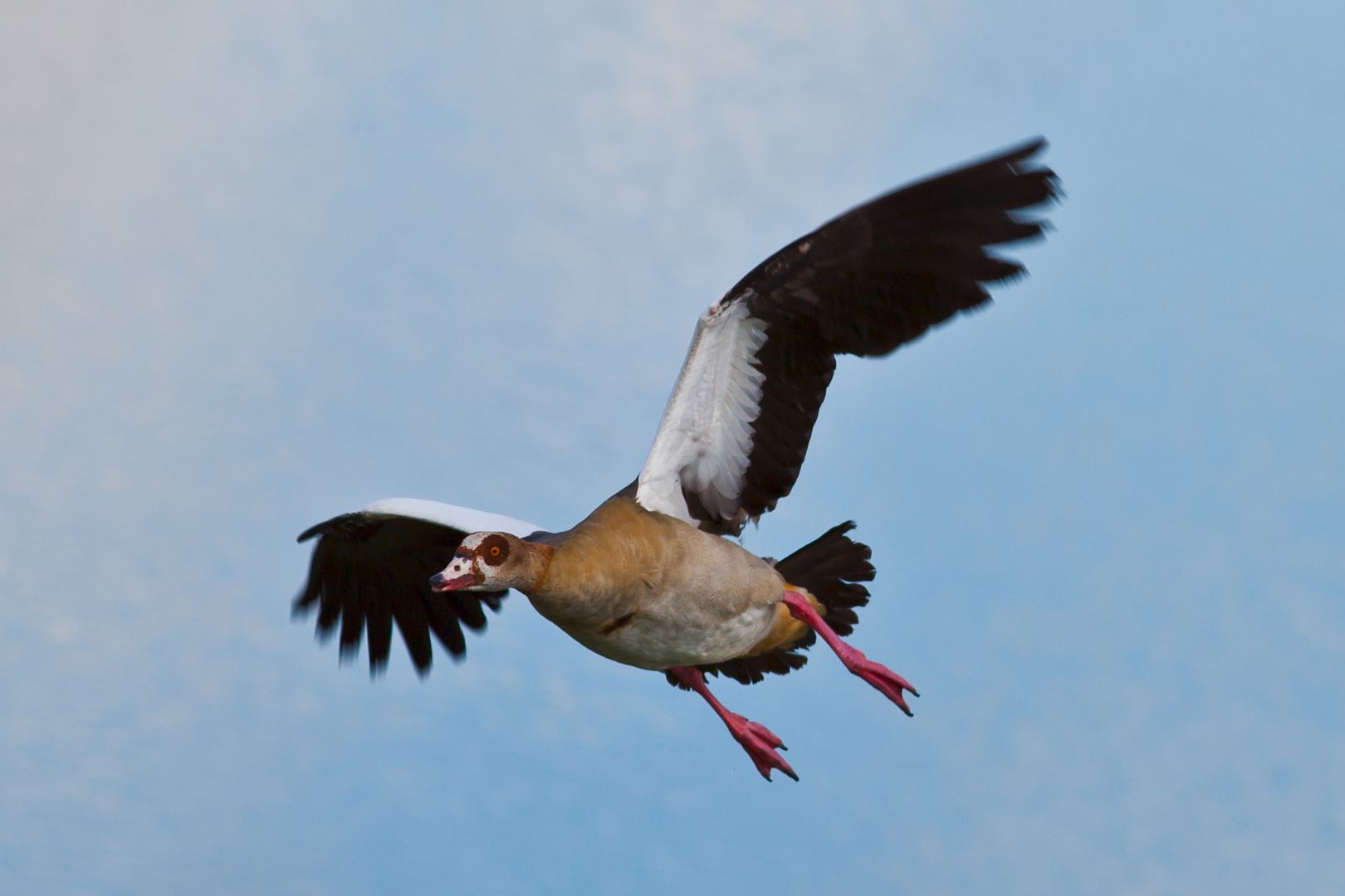 Nilgans im Anflug