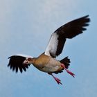 Nilgans im Anflug