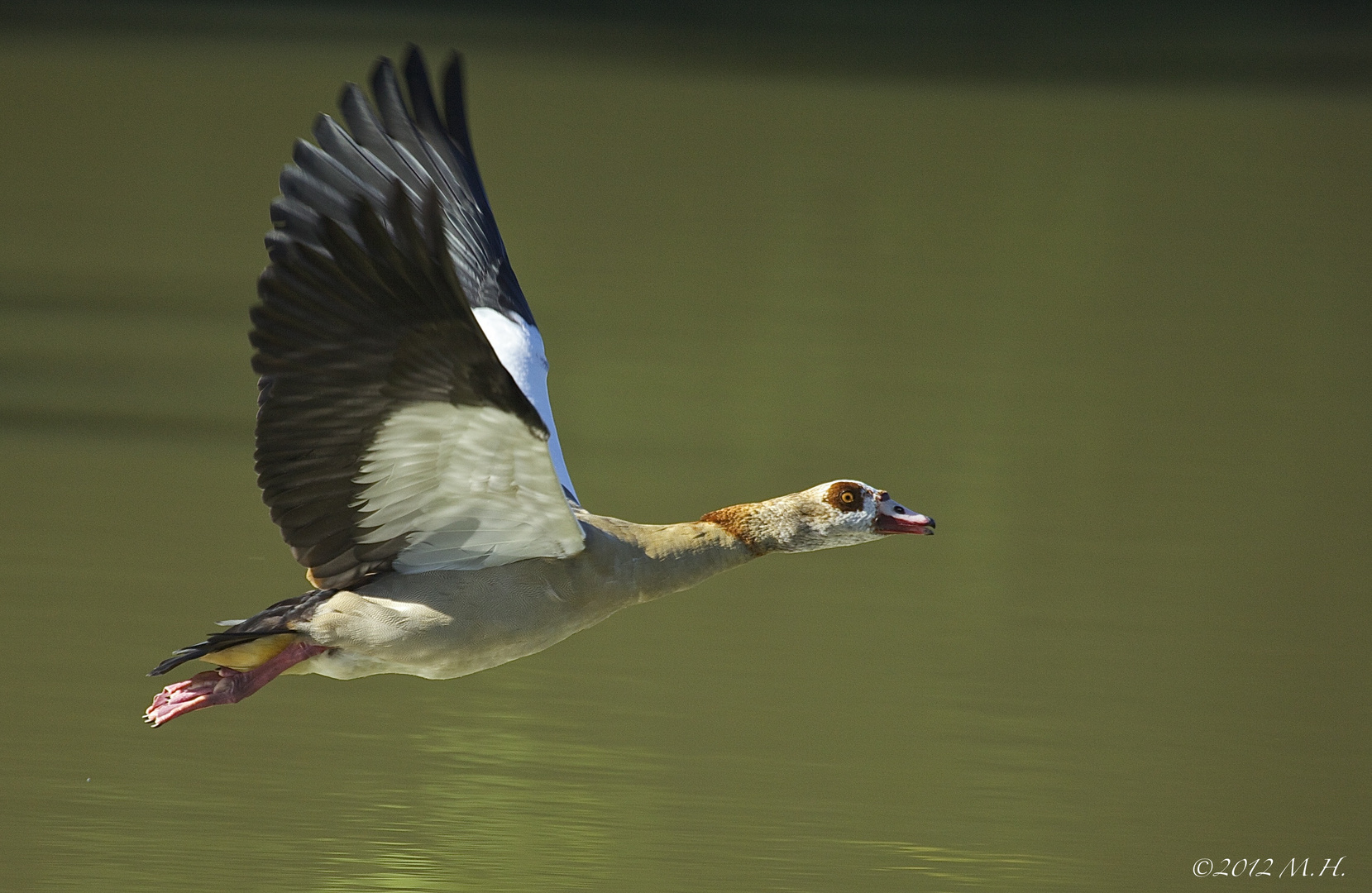 Nilgans im Anflug