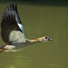 Nilgans im Anflug