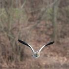 Nilgans im Anflug