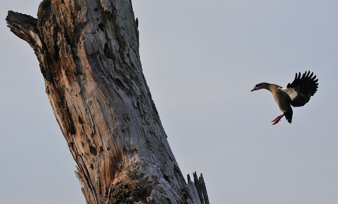 Nilgans im Anflug