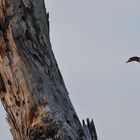 Nilgans im Anflug