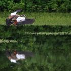 Nilgans im Anflug auf die Wasseroberfläche