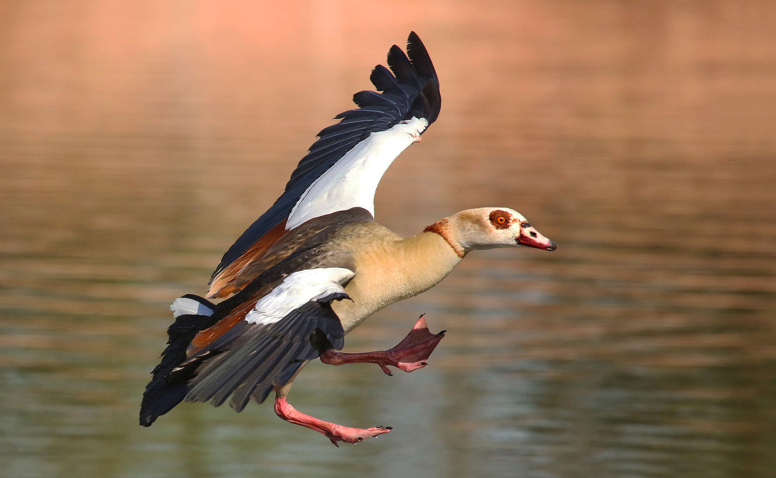 Nilgans im Anflug