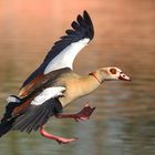 Nilgans im Anflug