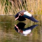 Nilgans im Aufschwung