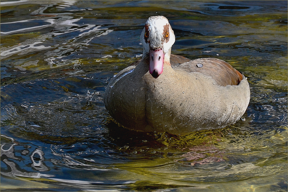 Nilgans im Bochumer Tierpark