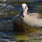 Nilgans im Bochumer Tierpark