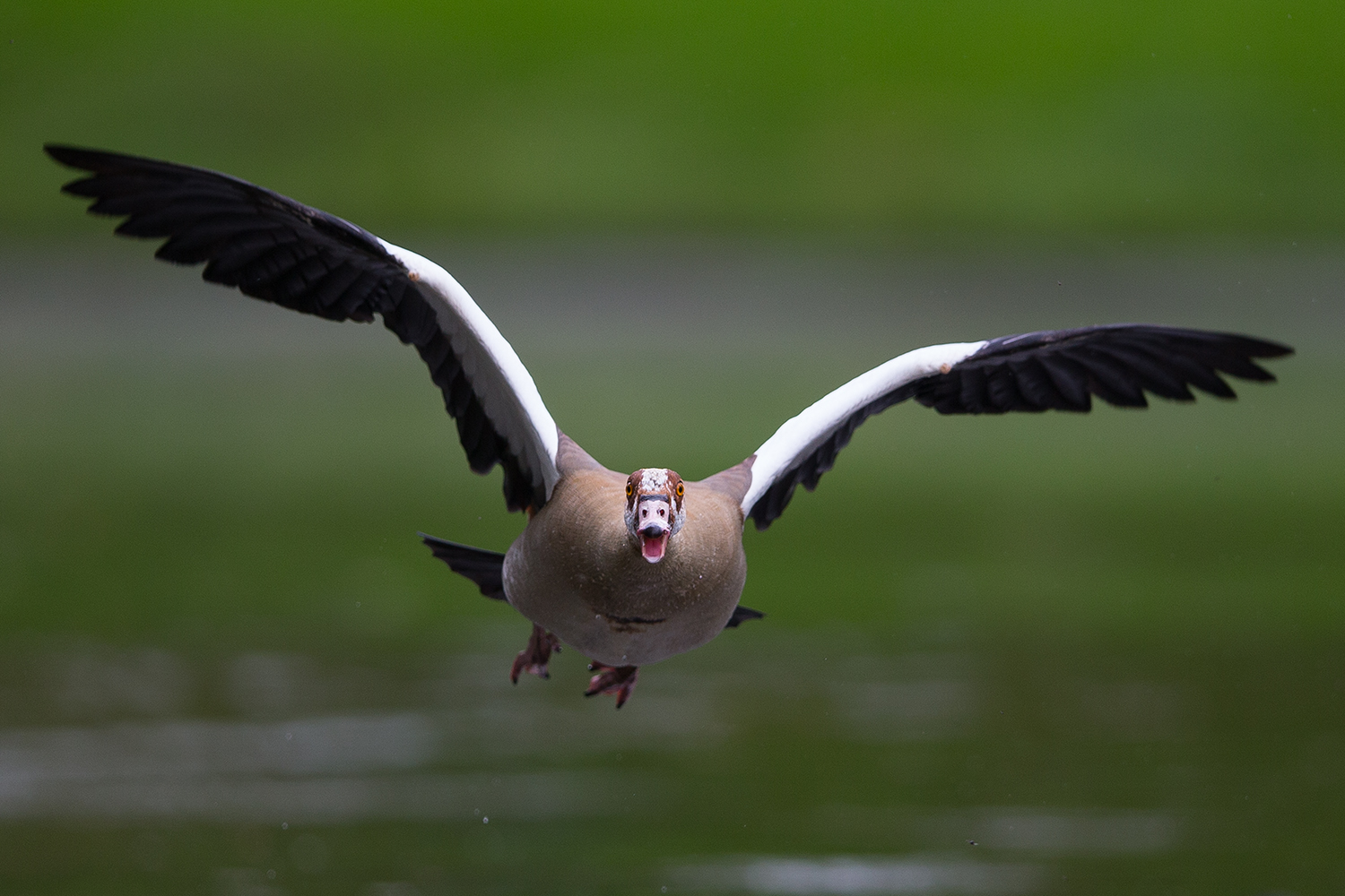 Nilgans im direkten Anflug,...