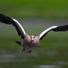 Nilgans im direkten Anflug,...