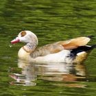 Nilgans im Ebertpark in Ludwigshafen I