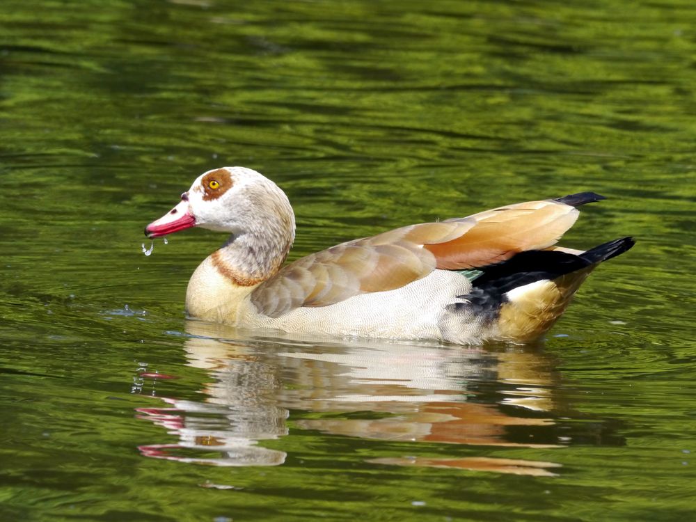 Nilgans im Ebertpark in Ludwigshafen I