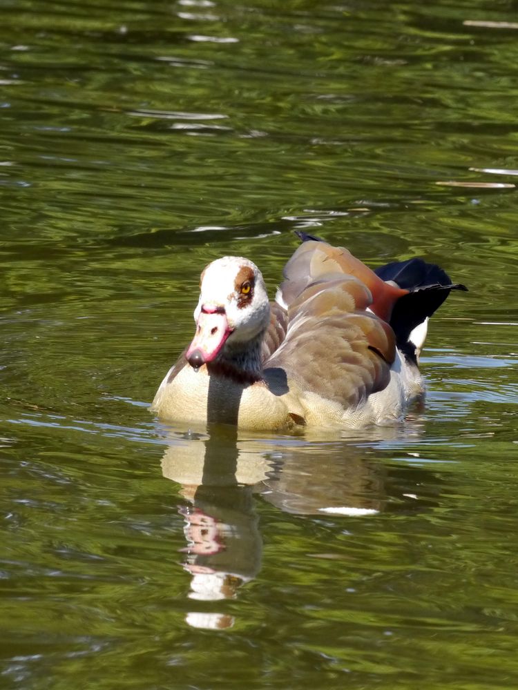 Nilgans im Ebertpark in Ludwigshafen II