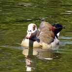 Nilgans im Ebertpark in Ludwigshafen II