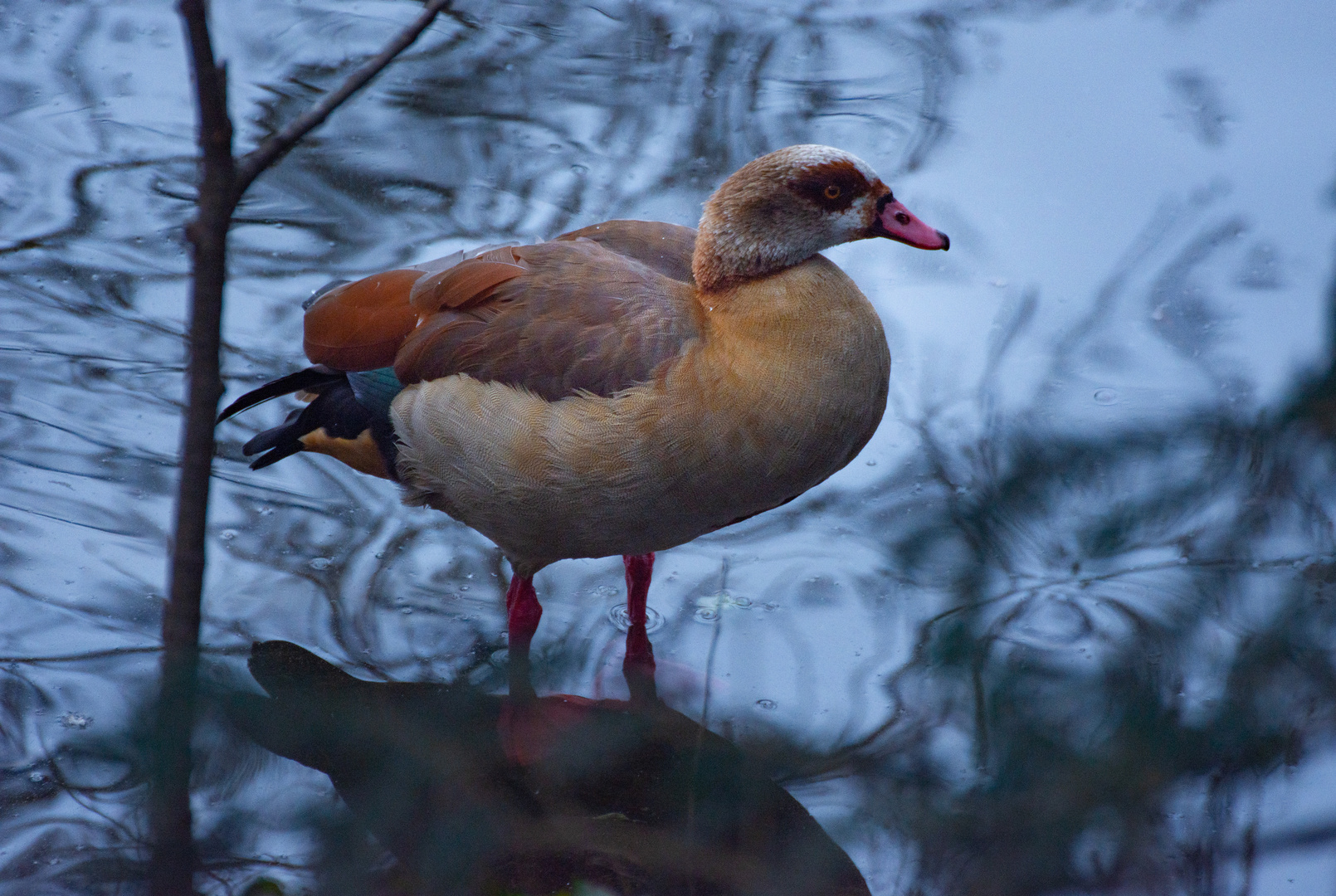 Nilgans im Eiswasser