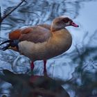 Nilgans im Eiswasser