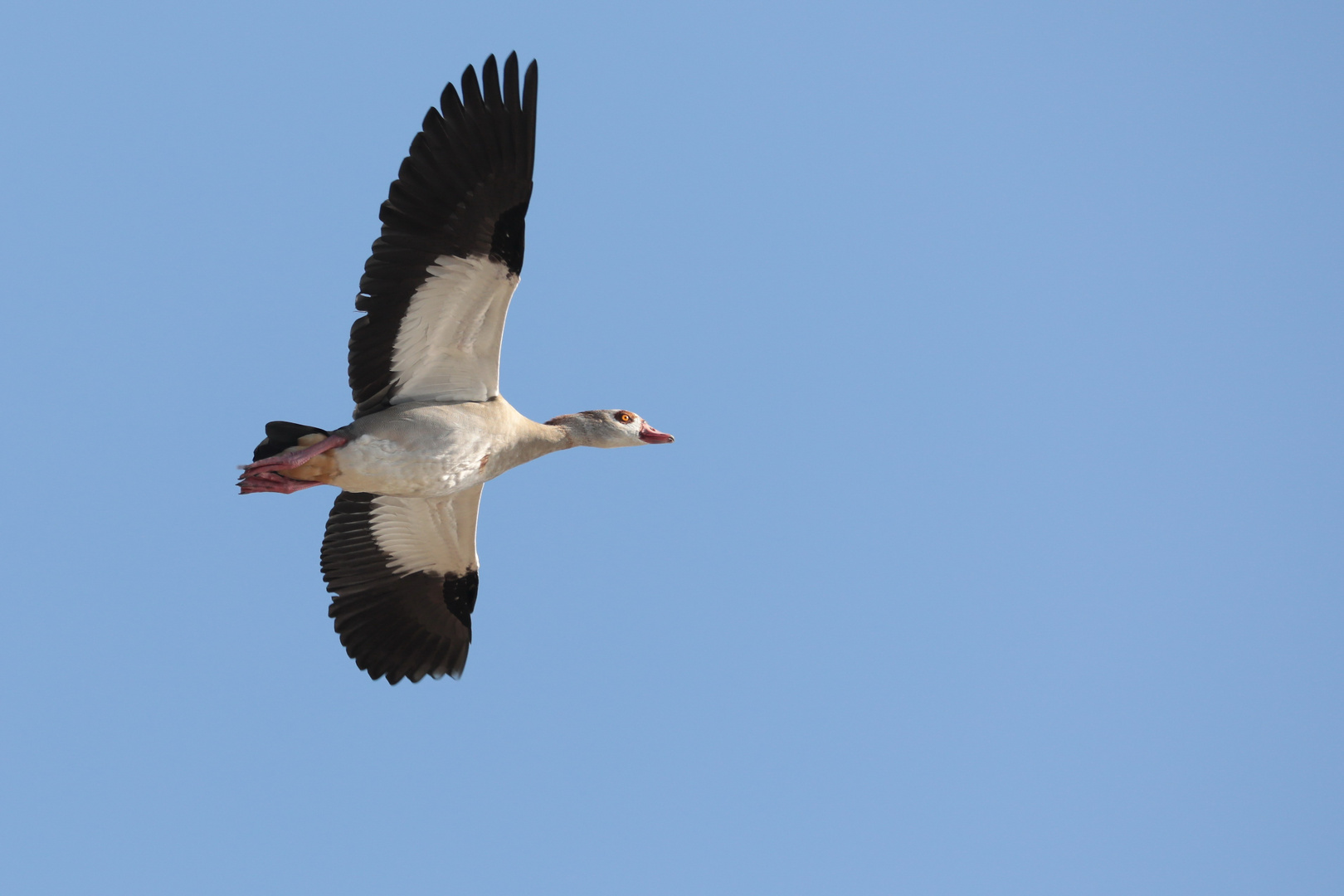 Nilgans im Flug