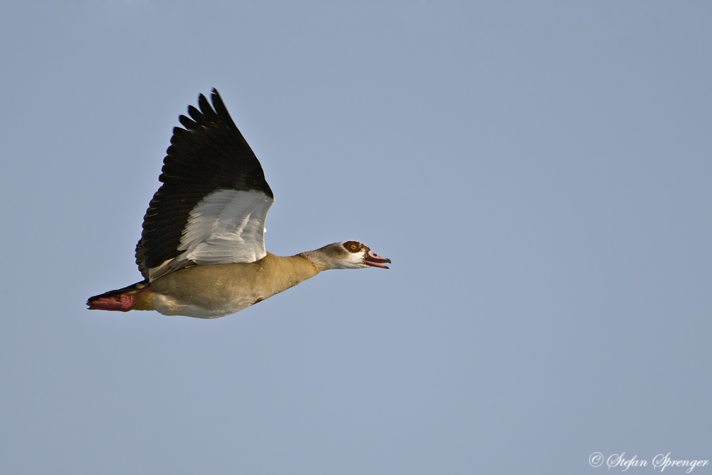 Nilgans im Flug 1/10