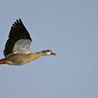 Nilgans im Flug 1/10