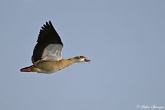 Nilgans im Flug 1/10