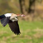 Nilgans im Flug 1/10