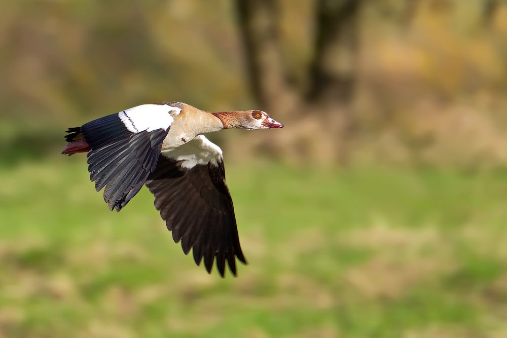 Nilgans im Flug 1/10