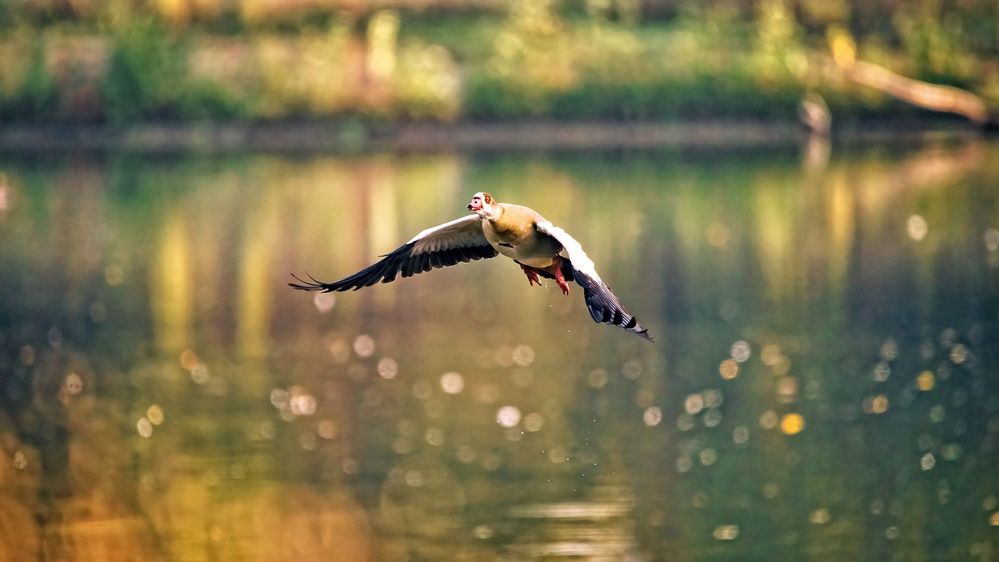 Nilgans im Flug