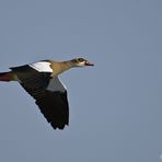 Nilgans im Flug 2/10