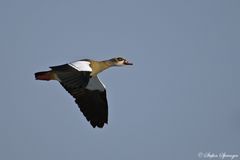 Nilgans im Flug 2/10