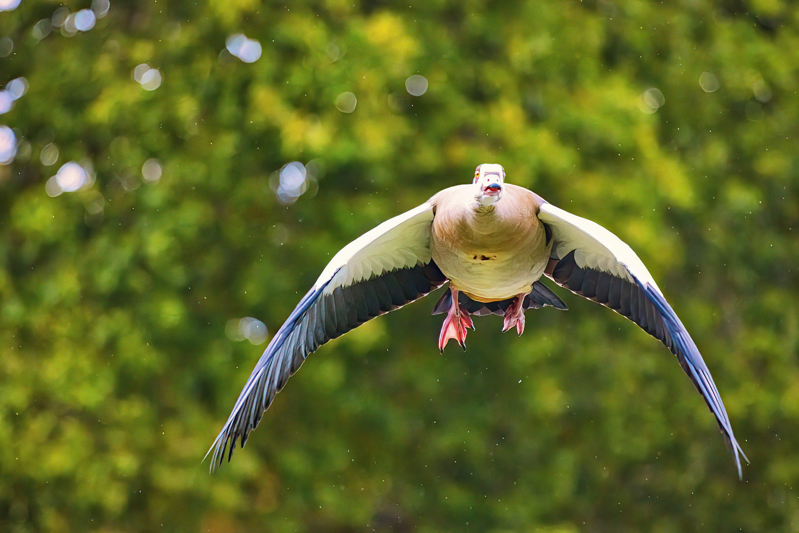 Nilgans im Flug