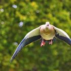 Nilgans im Flug