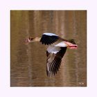 Nilgans im Flug