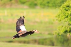 Nilgans im Flug