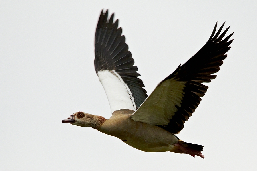 Nilgans im Flug