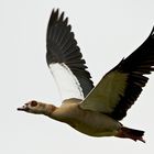 Nilgans im Flug