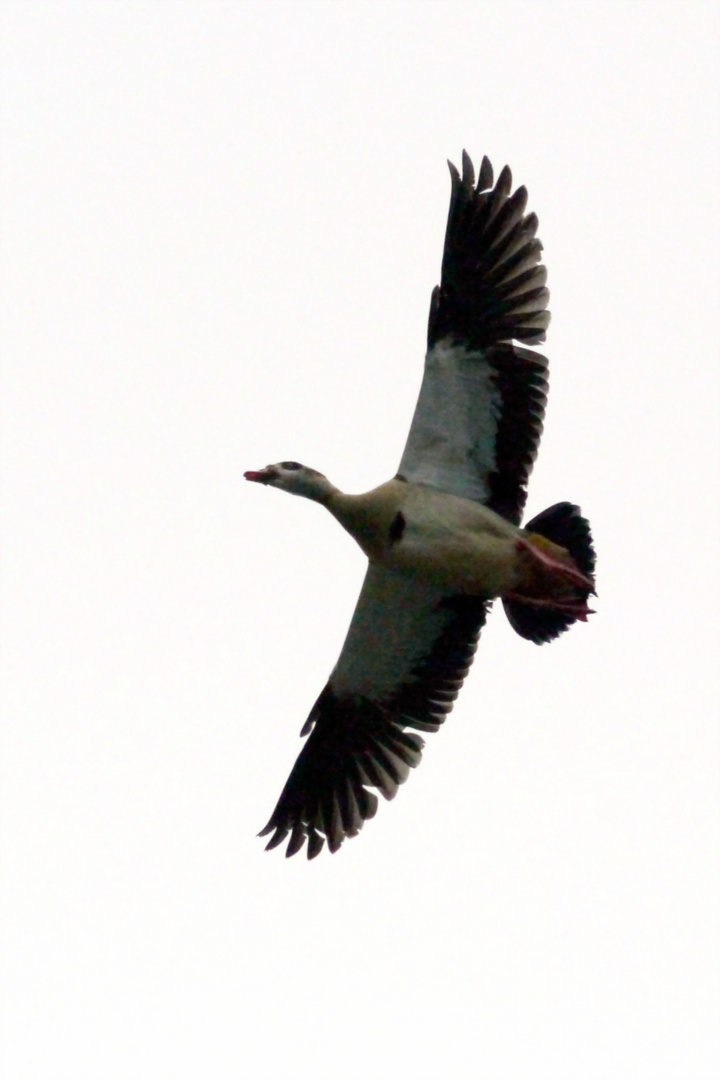 Nilgans im Flug