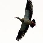 Nilgans im Flug