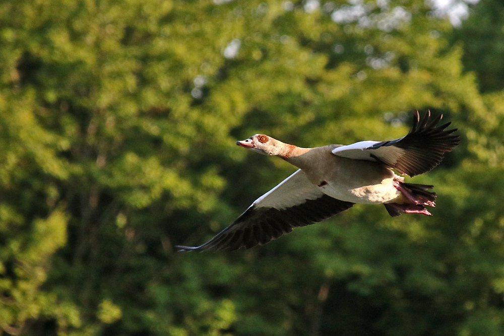 Nilgans im Flug