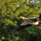 Nilgans im Flug