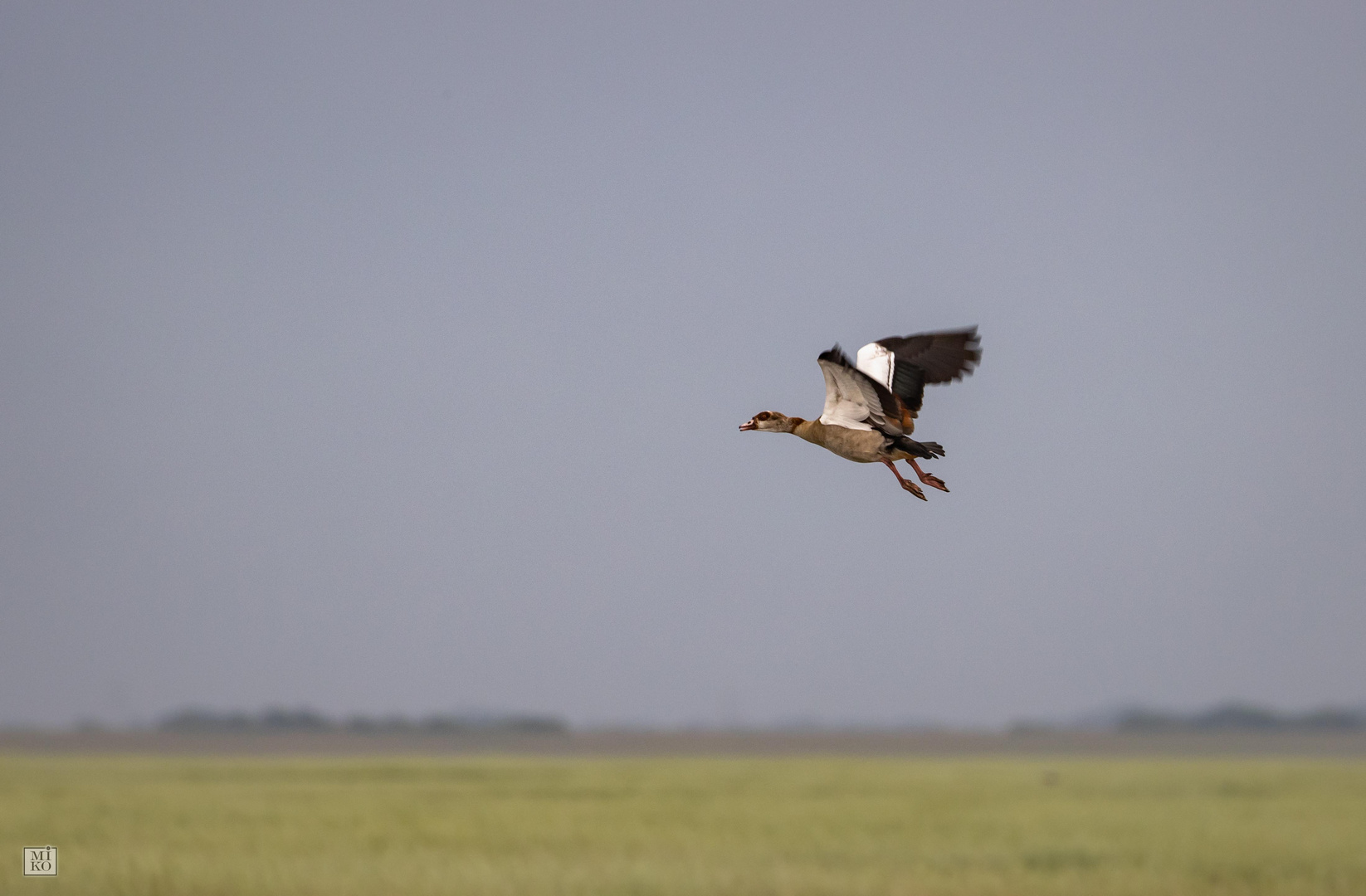 Nilgans im Flug