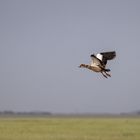 Nilgans im Flug