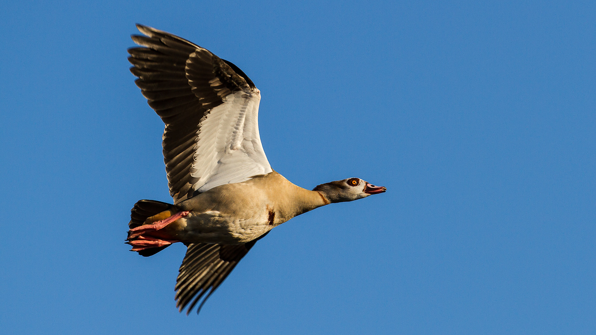 Nilgans im Flug