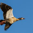 Nilgans im Flug