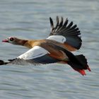 Nilgans im Flug (Leica Telyt-R 6,8/560)