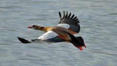 Nilgans im Flug (Leica Telyt-R 6,8/560)