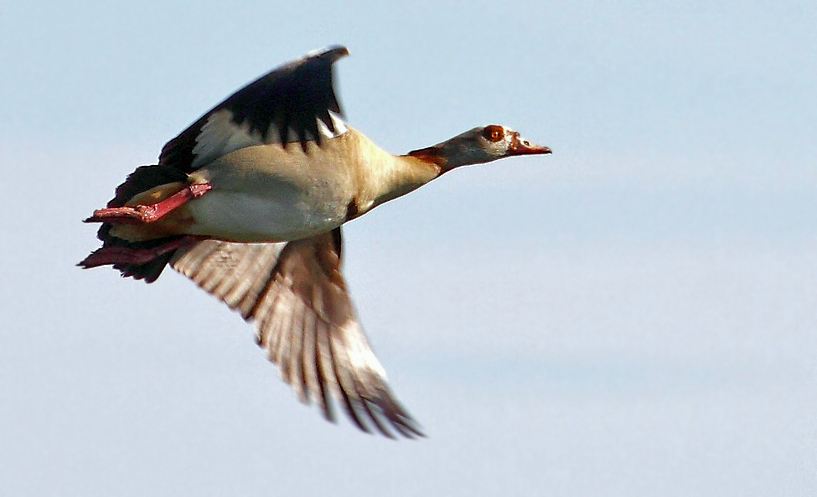 Nilgans im fränkischen Knoblauchsland - also eher eine "Knobi-Gans"