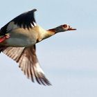 Nilgans im fränkischen Knoblauchsland - also eher eine "Knobi-Gans"