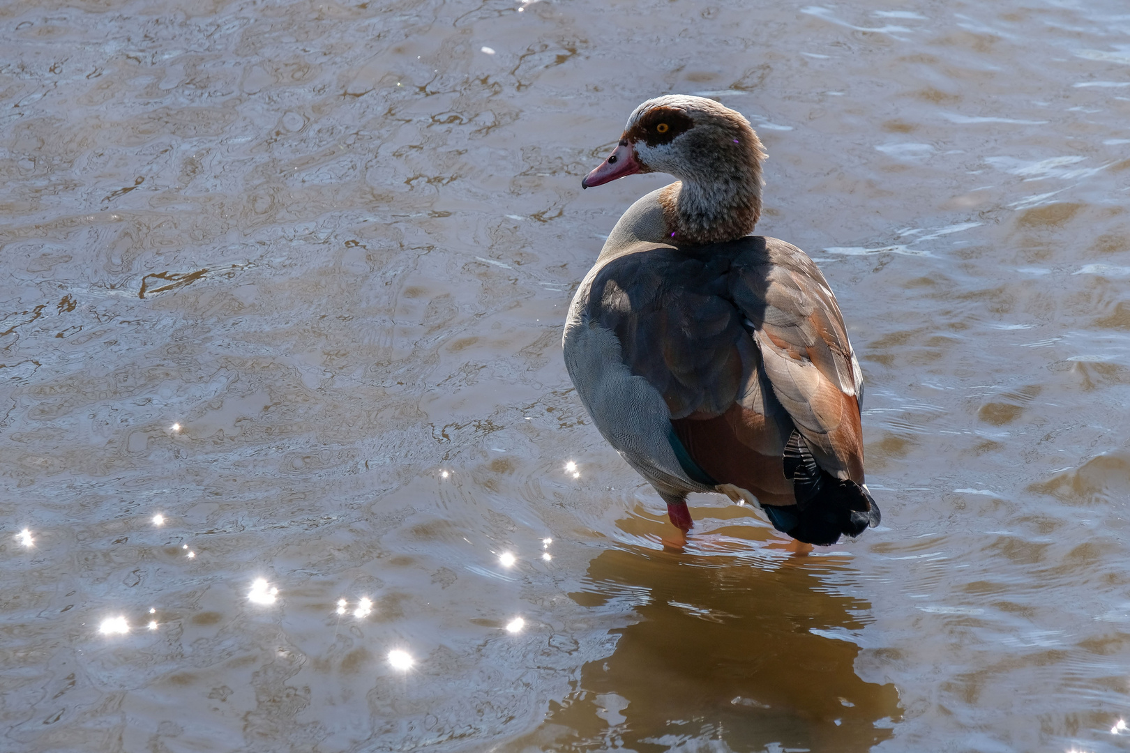 Nilgans im funkelden Rhein.